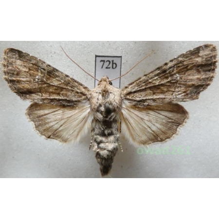 Apamea anceps (Denis & Schiffermüller, 1775) Czech72b